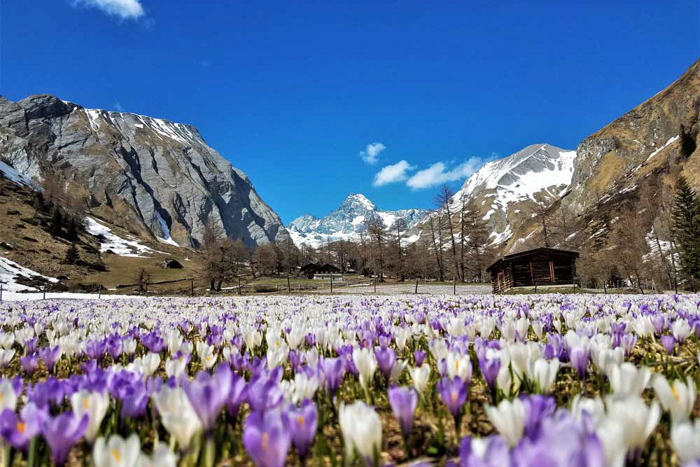 Krokusse-Fruehling-Lucknerhaus